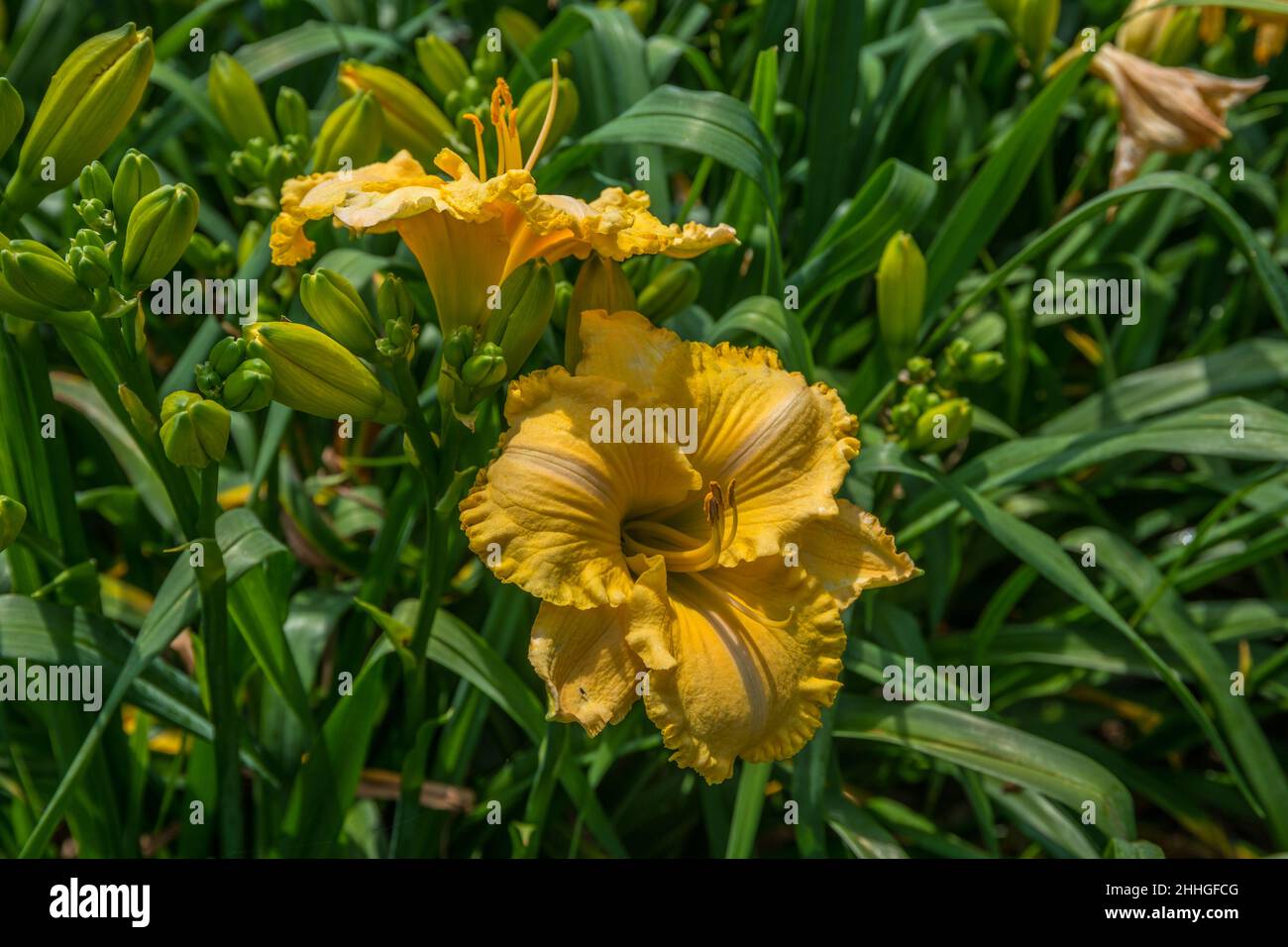 A pair of deep yellow daylilies with ruffled petals in full bloom surrounded by clusters of unopened buds closeup view on a bright sunny day in summer Stock Photo