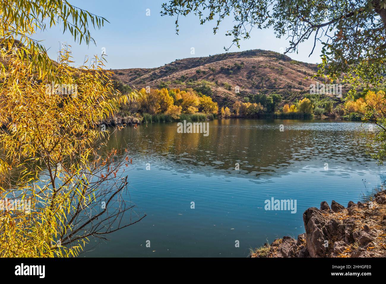 Pena Blanca Lake, willow tree in autumn, Atascosa Mountains, Coronado
