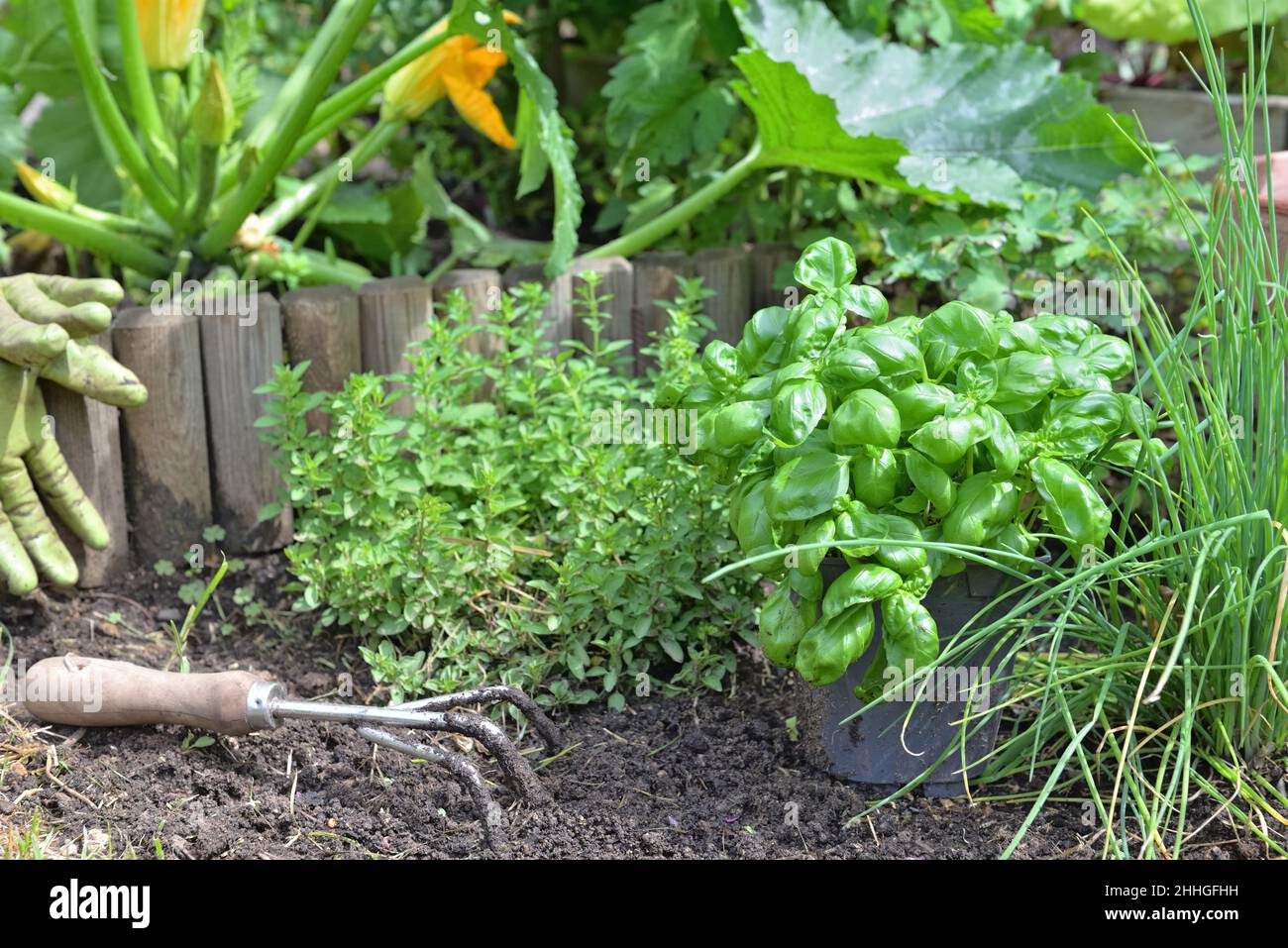 basil potted and aromatic plants with  spade on the soil growing in a garden Stock Photo