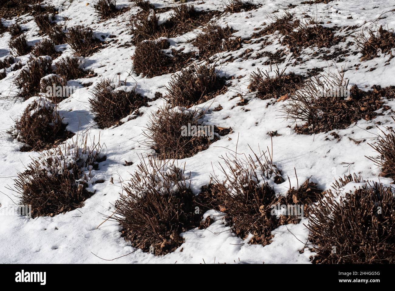 Snow covered garden shrubs hi-res stock photography and images - Alamy