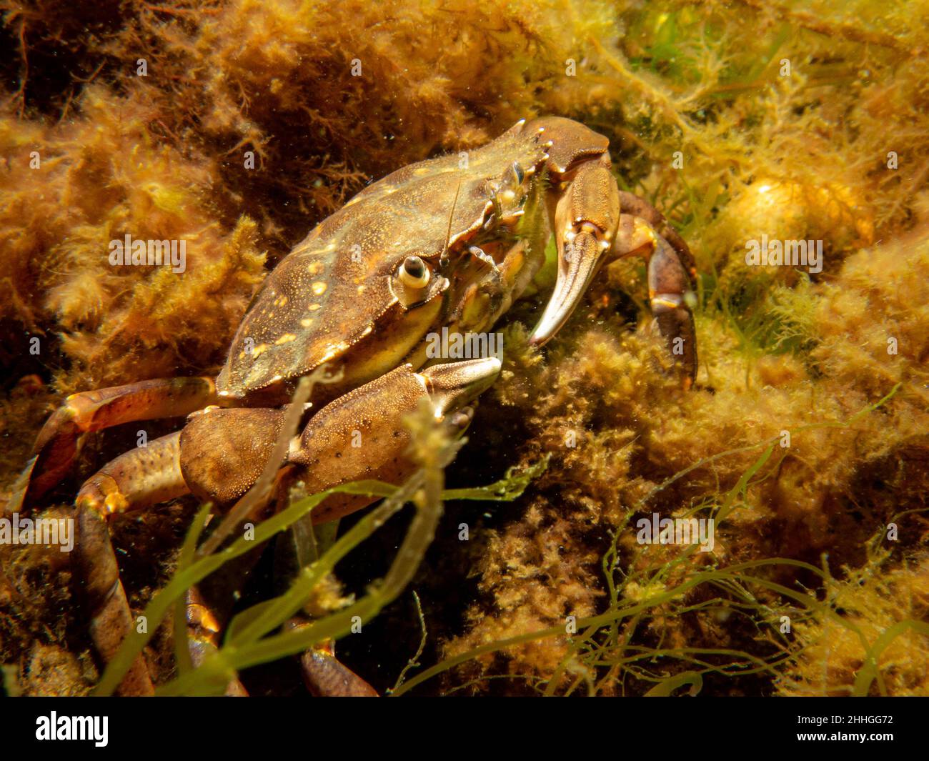 A crab among seaweed and stones. Picture from The Sound, between Sweden and Denmark Stock Photo