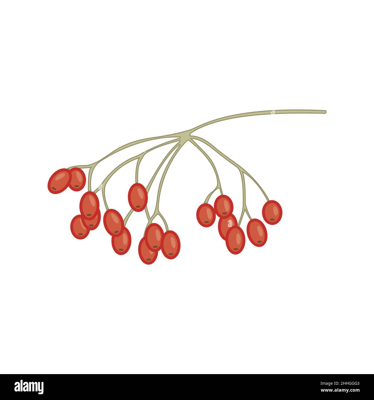 Botanical illustration of black currant hi-res stock photography and images  - Page 2 - Alamy