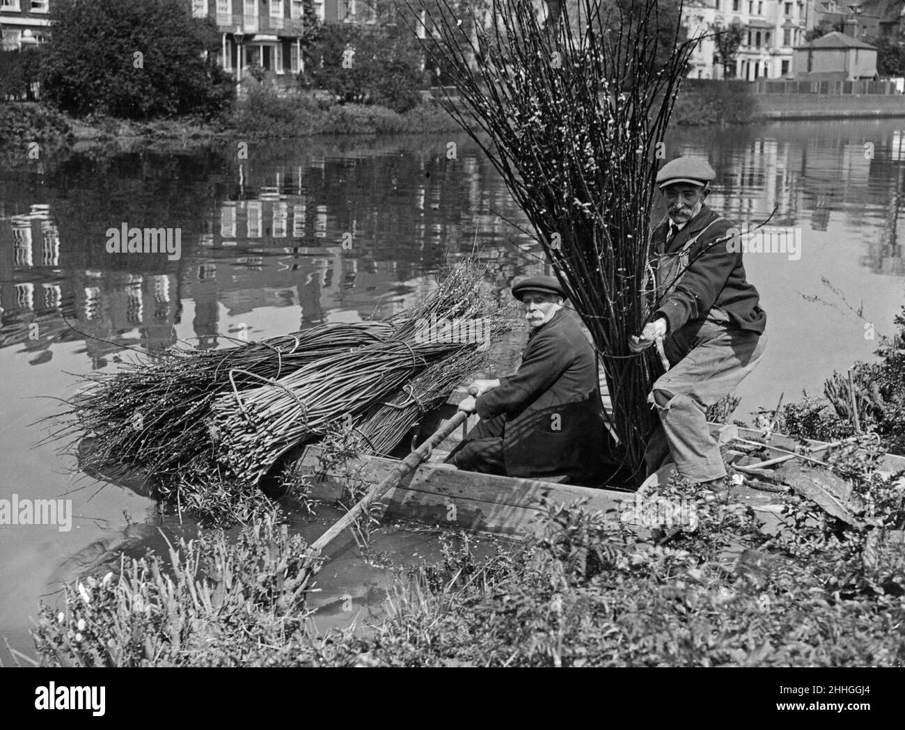 Reed Cutting on the Thames 1st May 1927Within a stones throw of Chiswick church, not far from Hammersmith Bridge is a small island in the River Thames. Here Mr John Davidson, who is the only remaining basket maker in the City of London, makes an annual visit, to cut and collect osiers which grow on the island. These osiers are used in his trade, mostly making Billingsgate fish baskets. Stock Photo