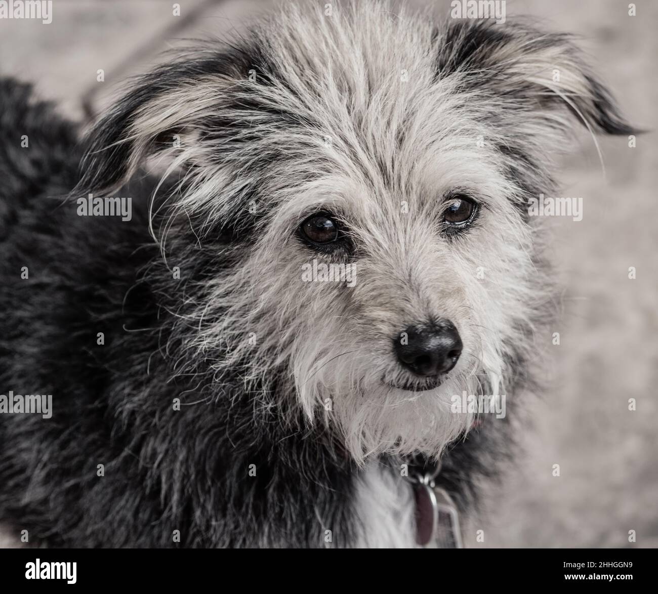 Scruffy Terrier dog face close=up. Stock Photo