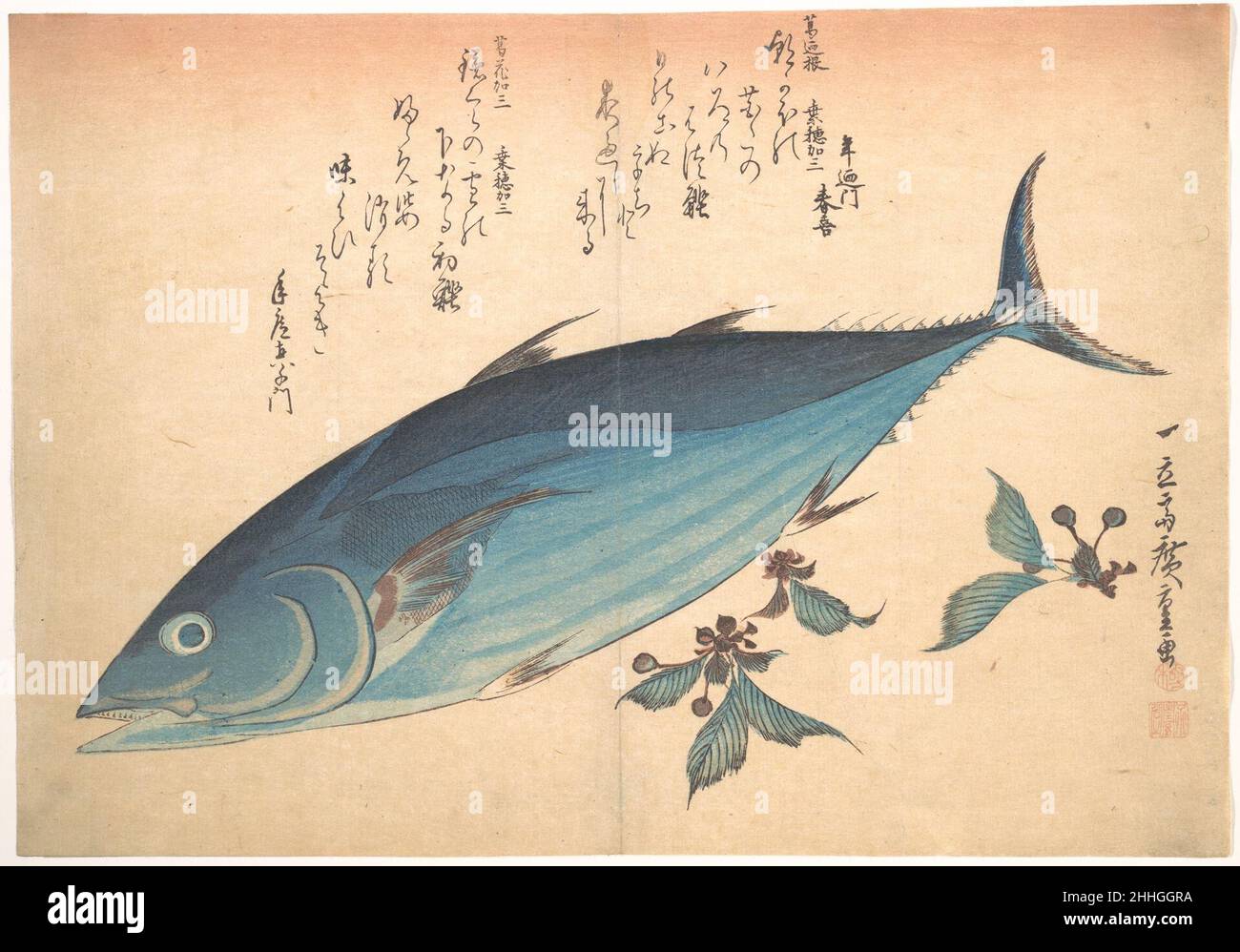 Katsuo Fish with Cherry Buds, from the series Uozukushi (Every Variety of Fish) 1830s Utagawa Hiroshige Japanese. Katsuo Fish with Cherry Buds, from the series Uozukushi (Every Variety of Fish)  55900 Stock Photo