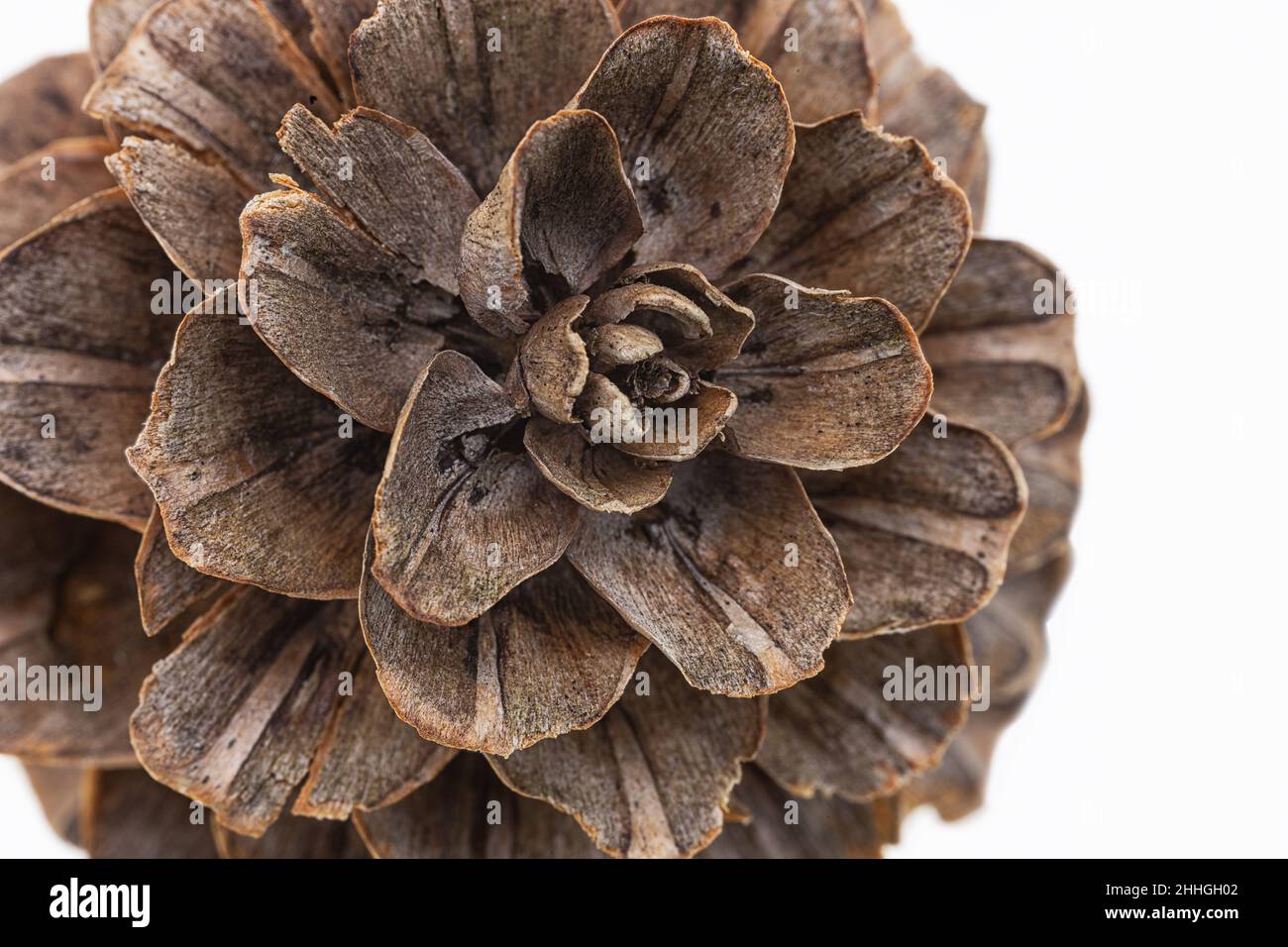 extreme close up of a larch cone on white background Stock Photo