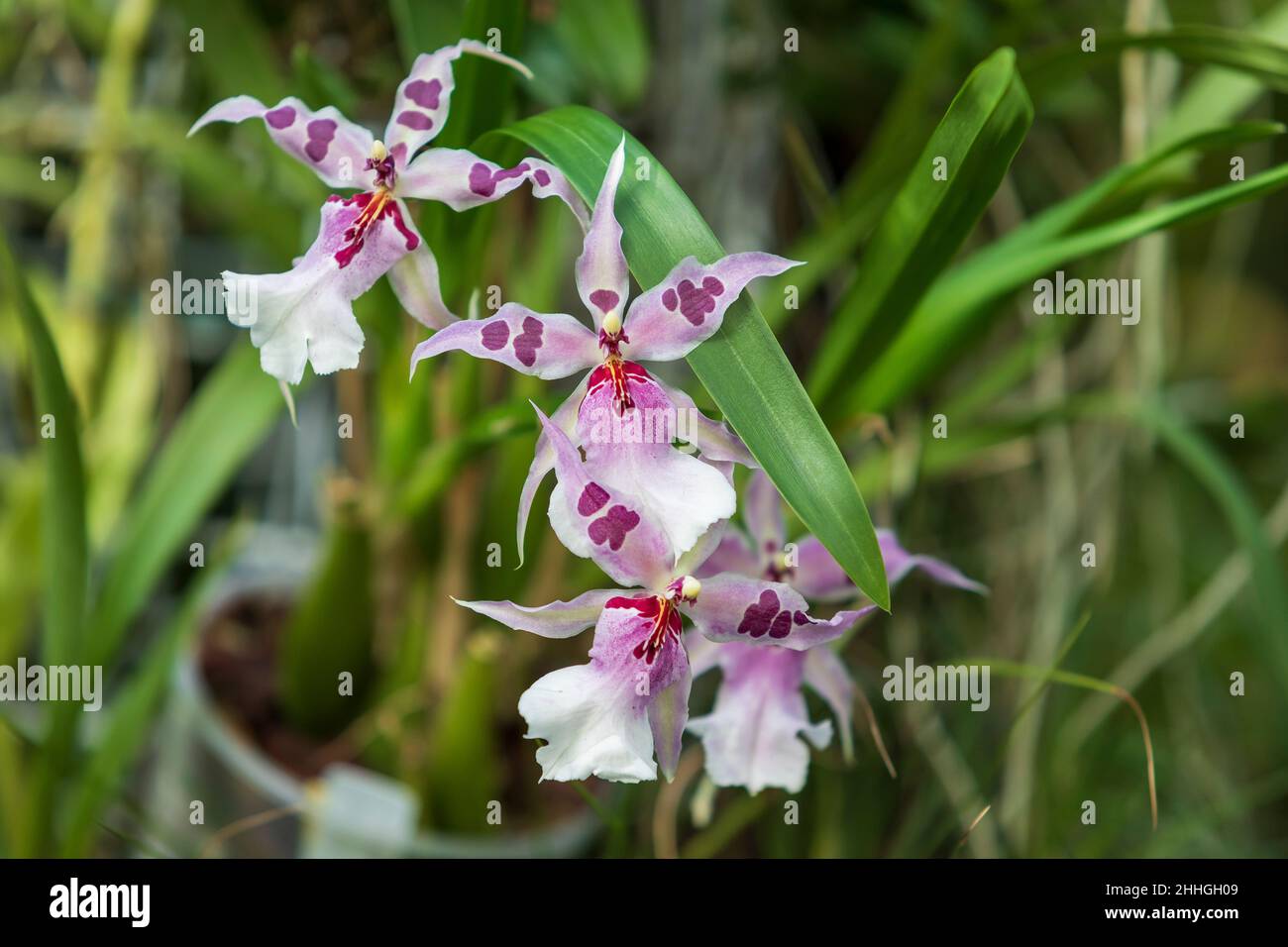 Beautiful Orchid flower on green background. Stock Photo