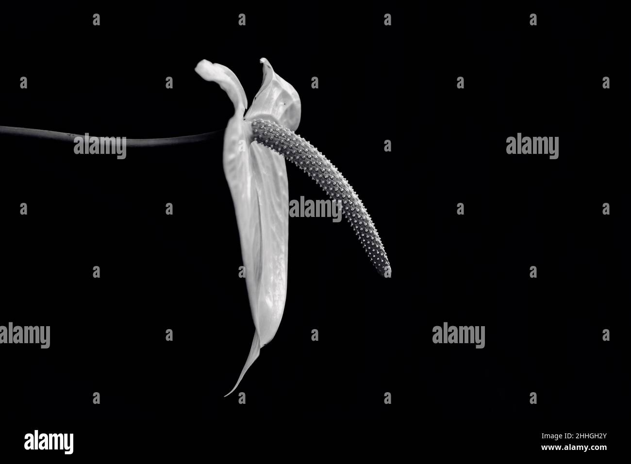 Anthurium - Clover - white flower with pistil in heart shape on black background. Stock Photo