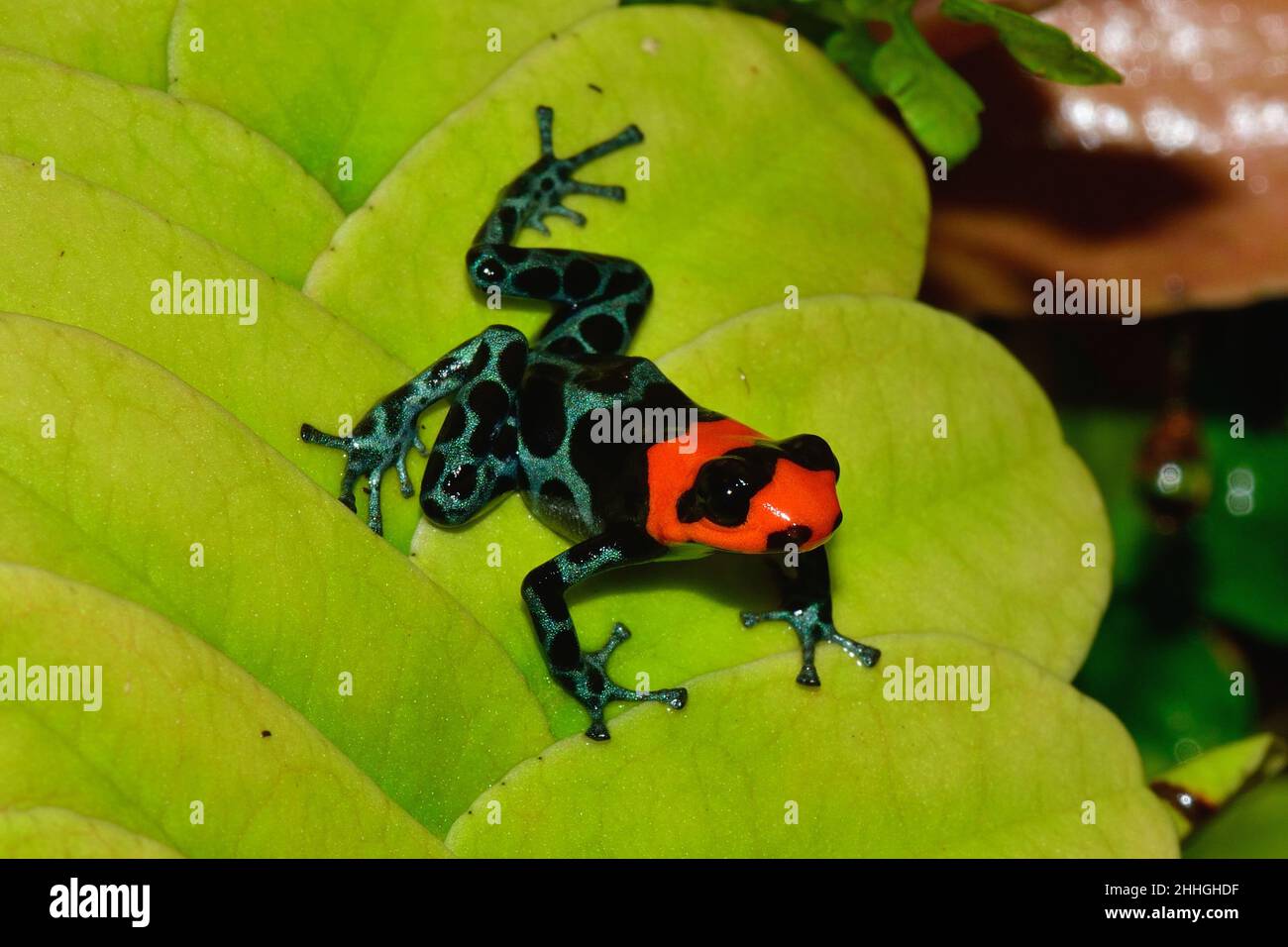 Pampas-del-Sacramento-Baumsteiger, blessed poison frog, Ranitomeya bendicta Stock Photo