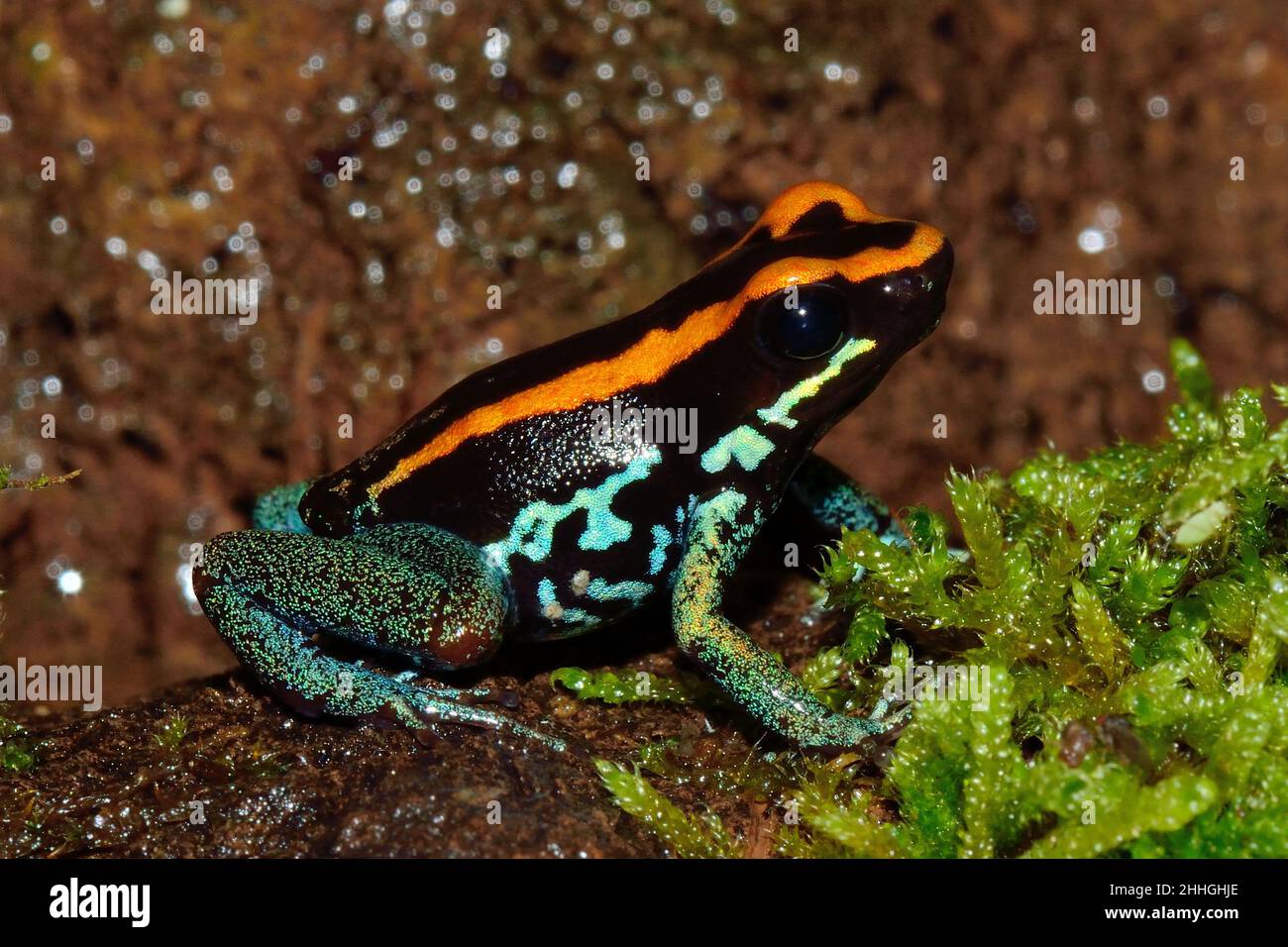 Gestreifter Blattsteiger, Gestreifter Pfeilgiftfrosch, golfodulcean poison frog, Phyllobates vittatus, Dendrobatidae Stock Photo