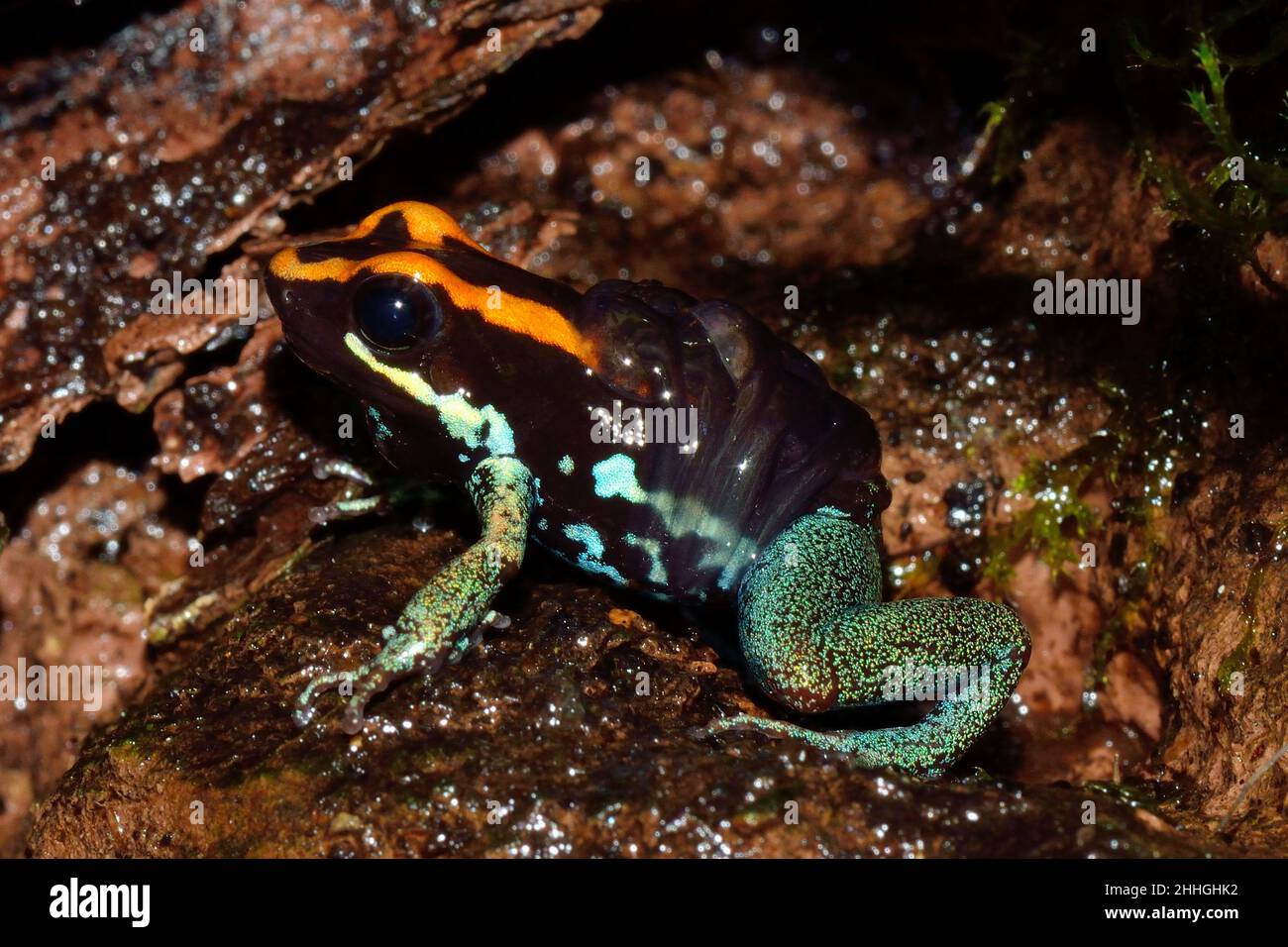 Gestreifter Blattsteiger, Männchen mit Quappen auf dem Rücken, golfodulcean poison frog, male with tapoles on the back, Phyllobates vittatus Stock Photo