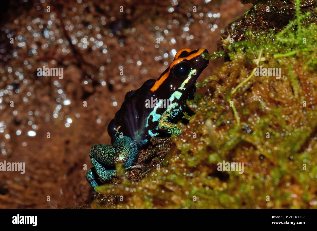 Gestreifter Blattsteiger, Männchen mit Quappen auf dem Rücken, golfodulcean poison frog, male with tapoles on the back, Phyllobates vittatus Stock Photo