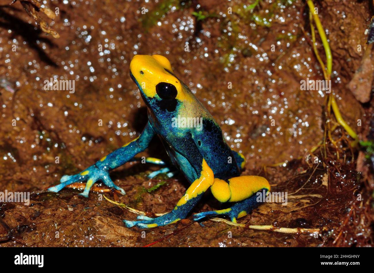 Färberfrosch, dyeing dart frog, dendrobates tinctorius tumucumaque, Dendrobatidae Stock Photo