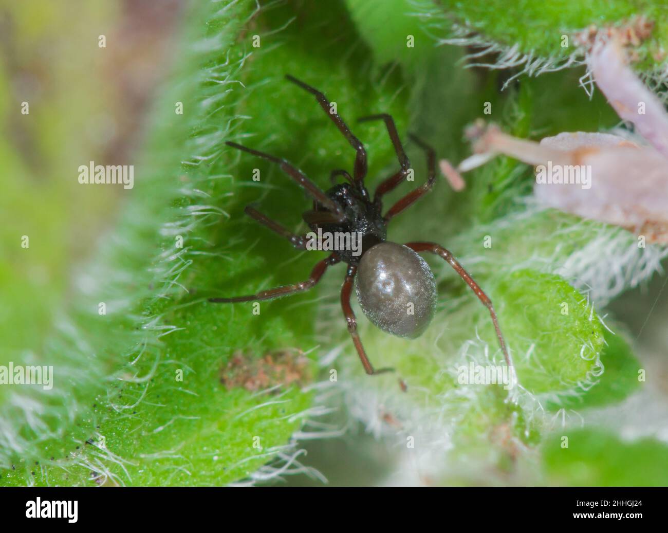 Female Pitted Money Spider (Lophomma punctatum), Linyphiidae. Sussex, UK Stock Photo