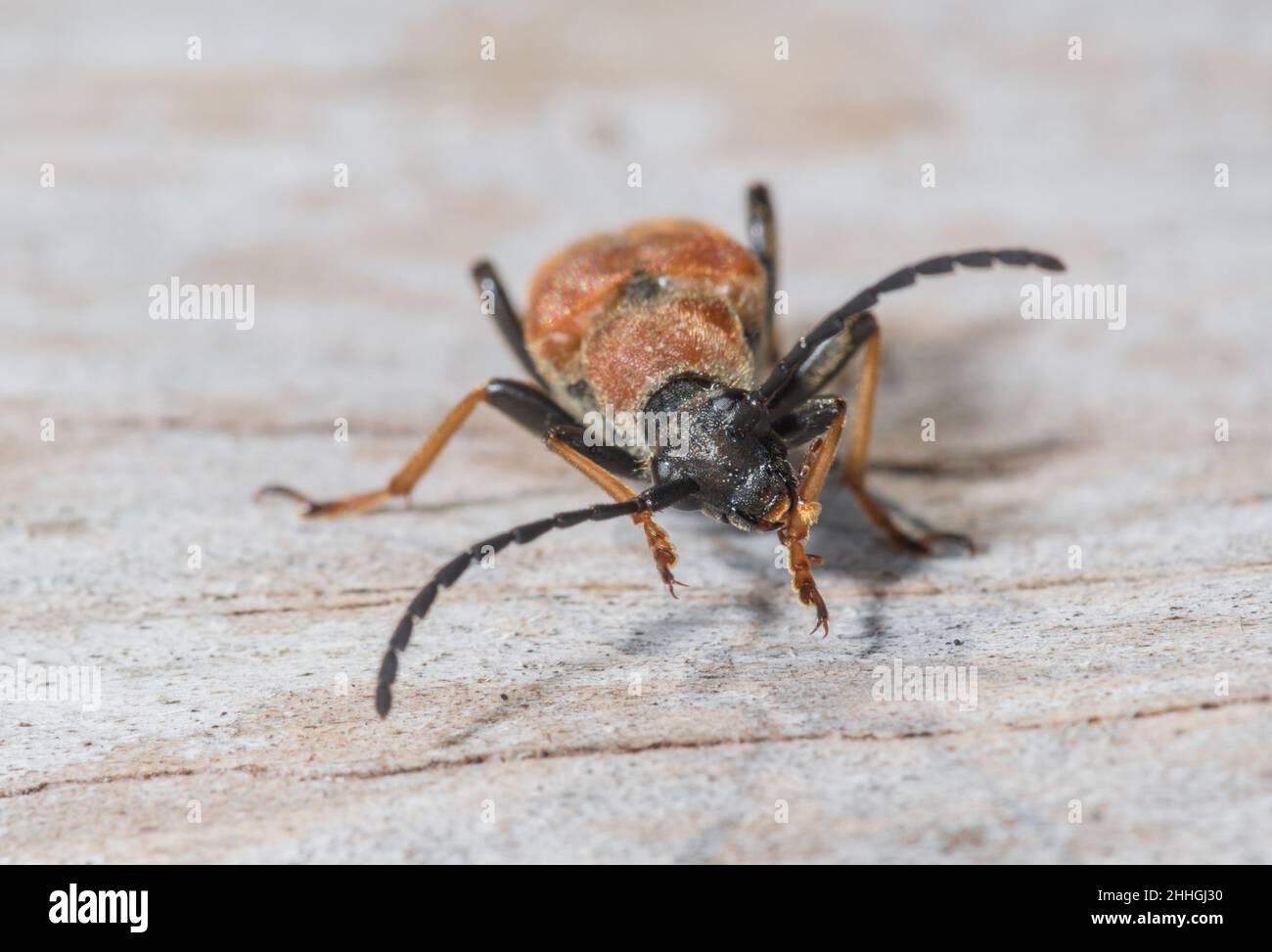 Female Red Longhorn Beetle cleaning iteself (Stictoleptura (Corymbia) rubra), Cerambycidae. Sussex, UK Stock Photo