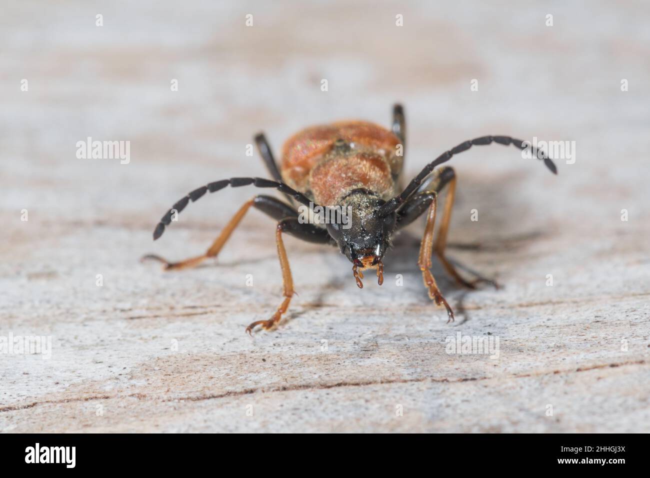 Head of Female Red Longhorn Beetle on Pine (Stictoleptura (Corymbia) rubra), Cerambycidae. Sussex, UK Stock Photo