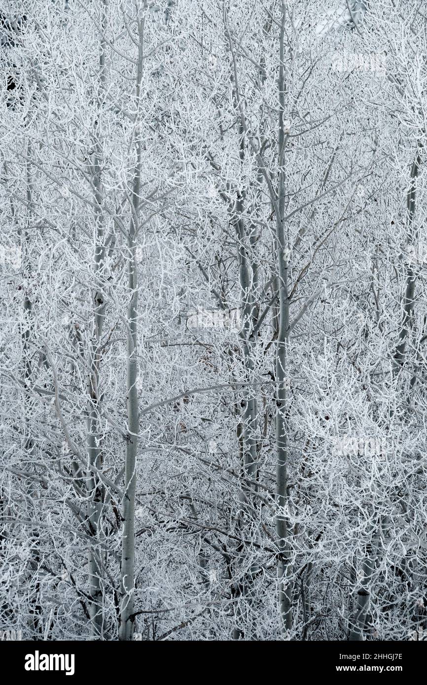 Winter frost covering tree and branches with snow and ice in the frosty cold Stock Photo