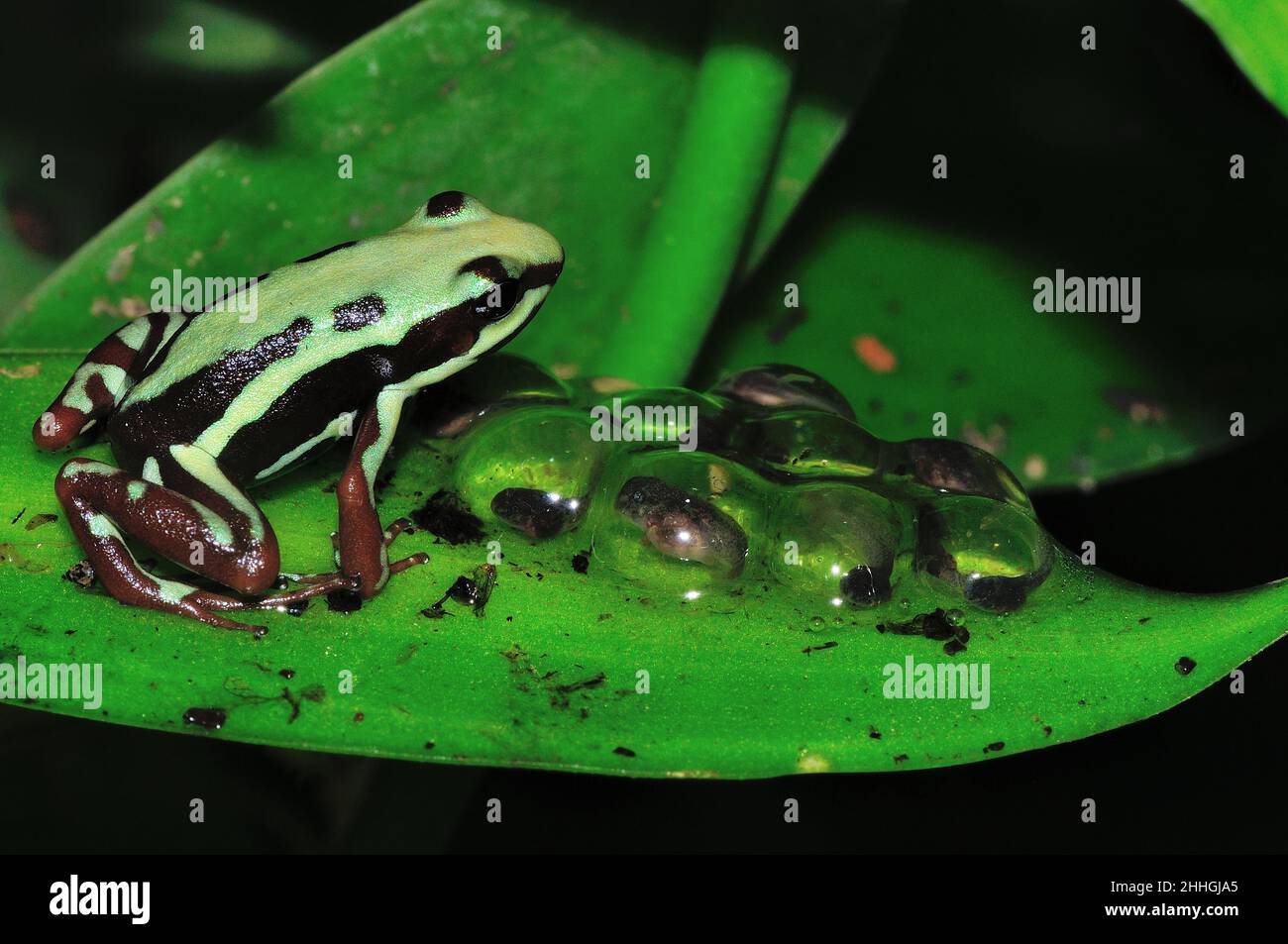 Poison dart frog eggs hi-res stock photography and images - Alamy