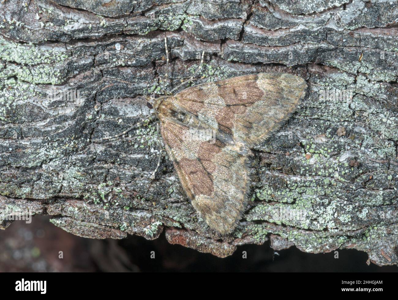 Grey pine carpet moth hires stock photography and images Alamy