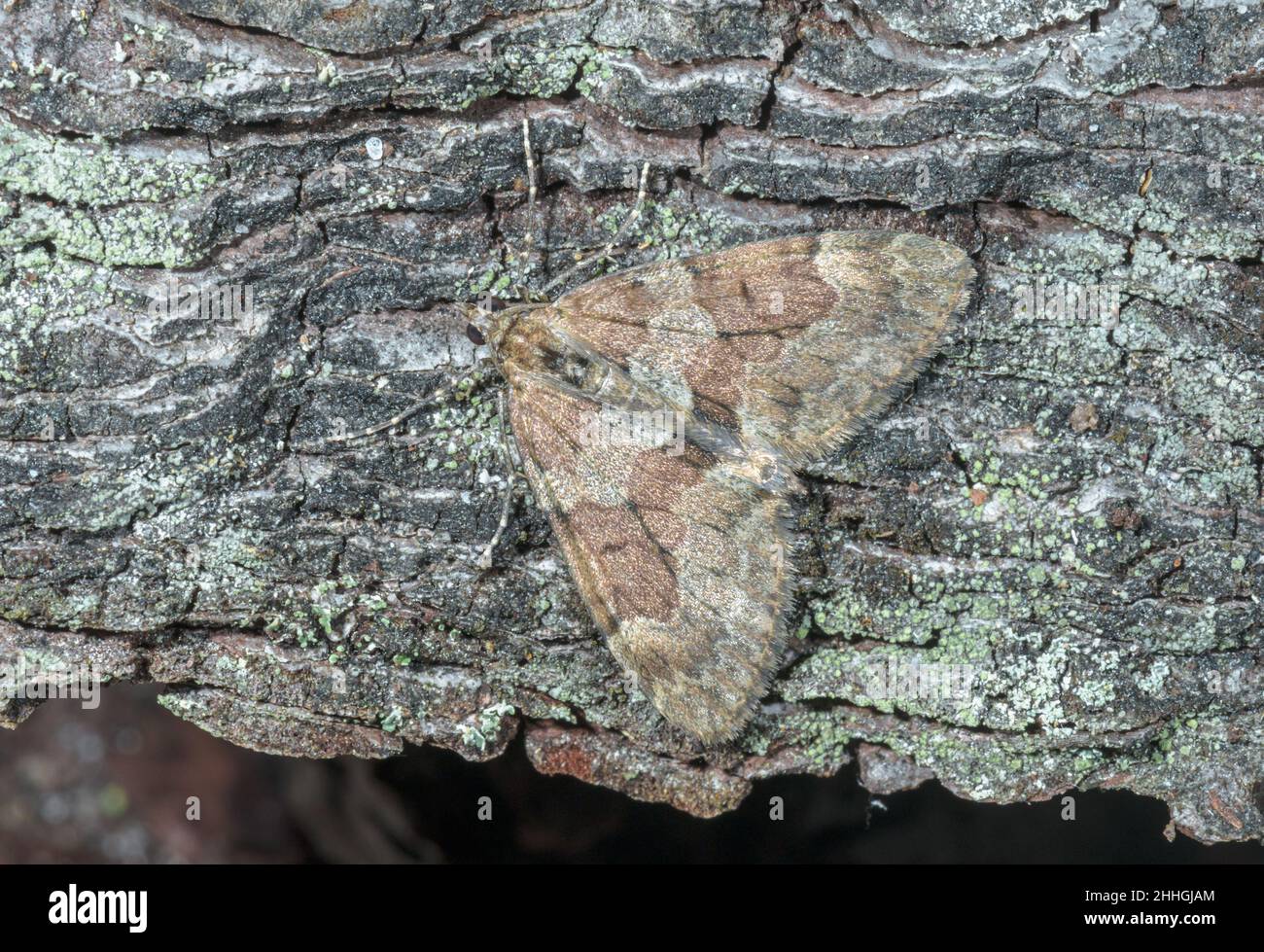 Grey Pine Carpet Moth (Thera obeliscata), Geometridae. Sussex, UK Stock Photo