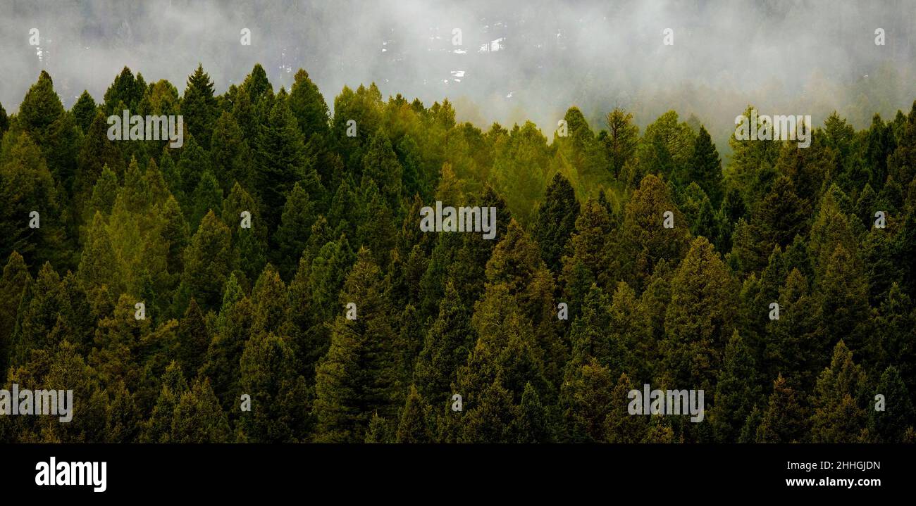 Forest in mountains with misty storm pine trees Stock Photo - Alamy