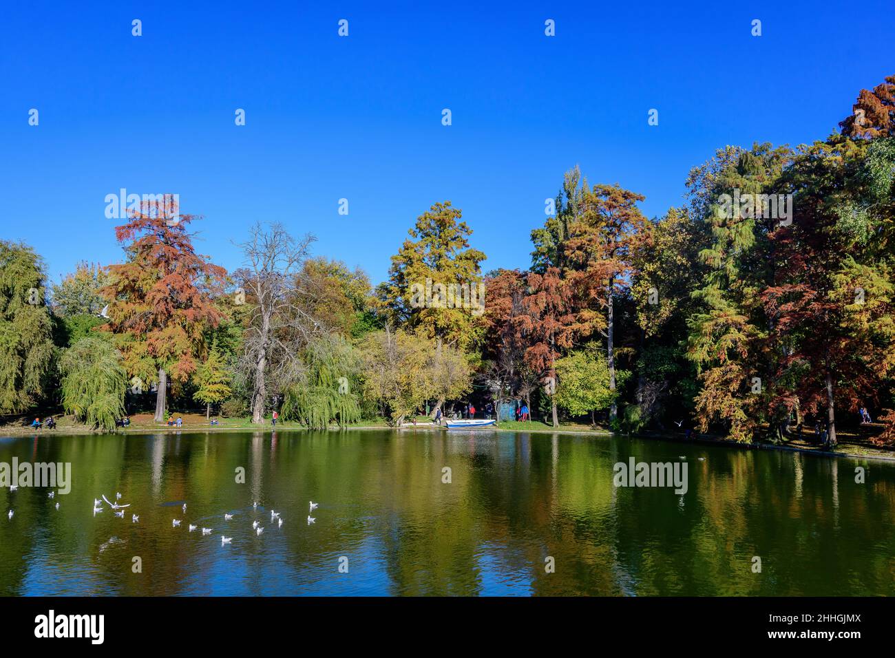 Landscape with many large green trees near the lake in Carol Park in Bucharest, Romania,  in a sunny autumn day Stock Photo
