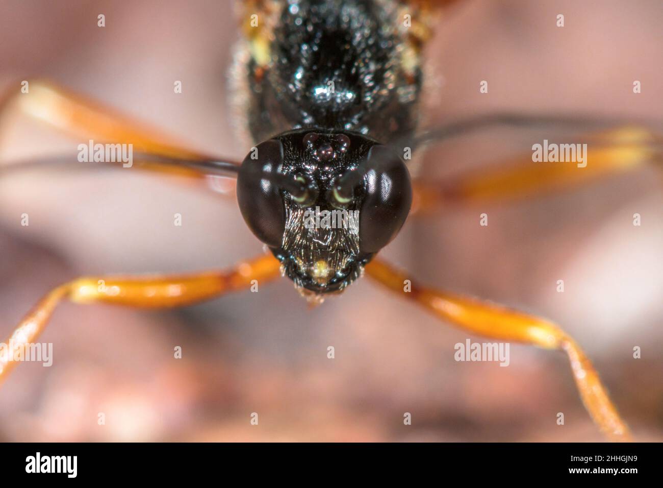 Head of Ichneumon or Darwin Wasp (Dolichomitus cf tuberculatus), Pimplinae, Ichneumonidae. Sussex, UK Stock Photo