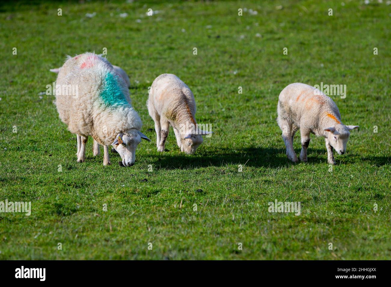 Mother Ewe grazes in an Anglesey field with her twins Stock Photo