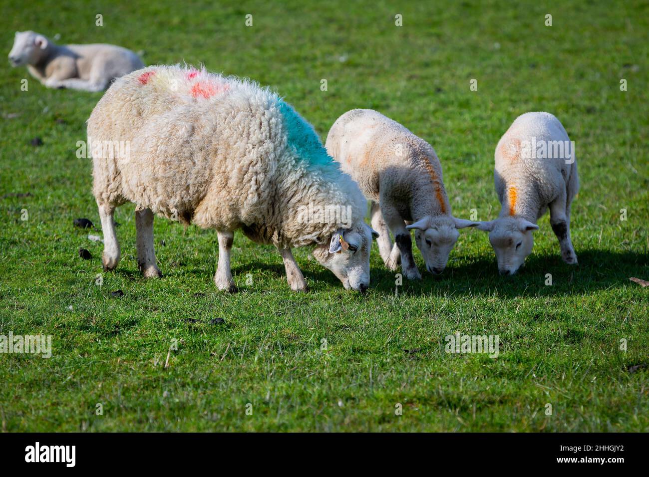 Mother Ewe grazes in an Anglesey field with her twins Stock Photo