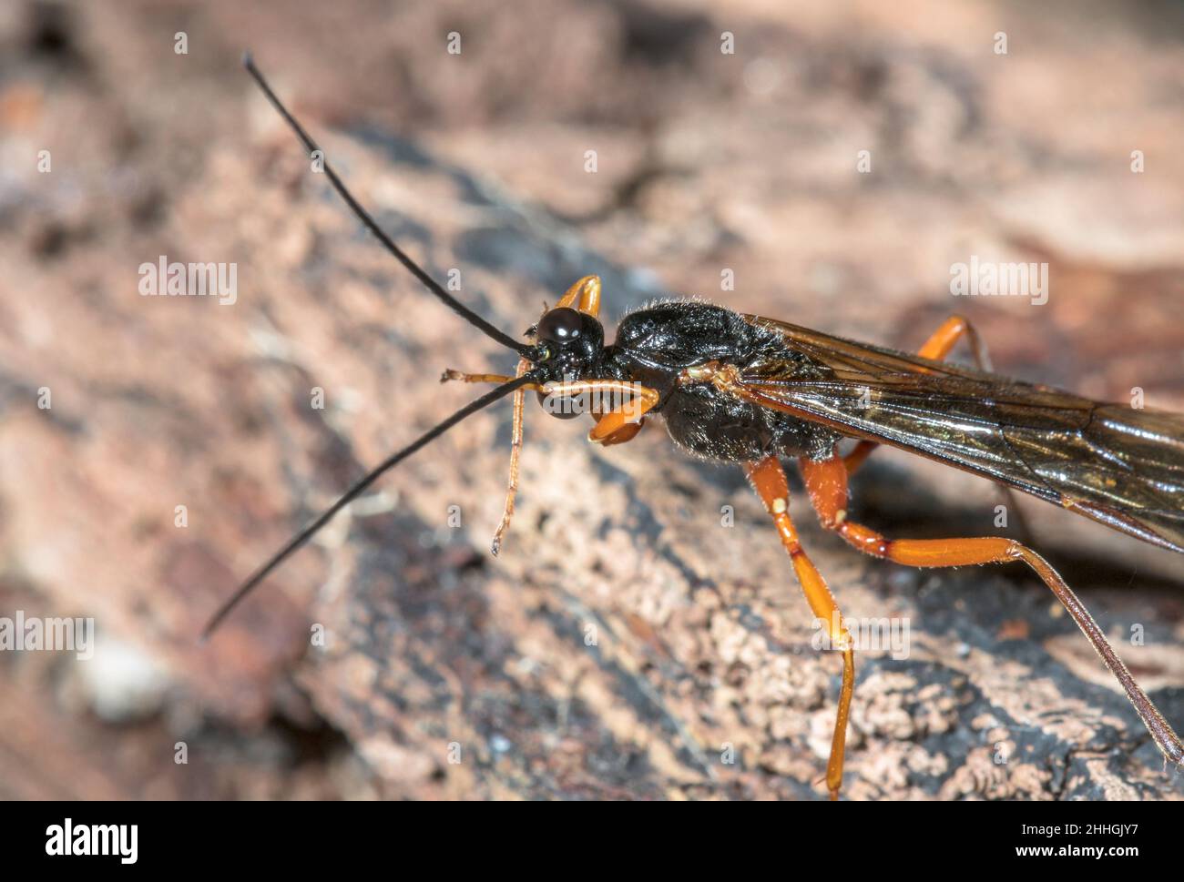 Large Parasitic Darwin Wasp (Dolichomitus cf tuberculatus) cleaning itself, Pimplinae, Ichneumonidae. Sussex, UK Stock Photo