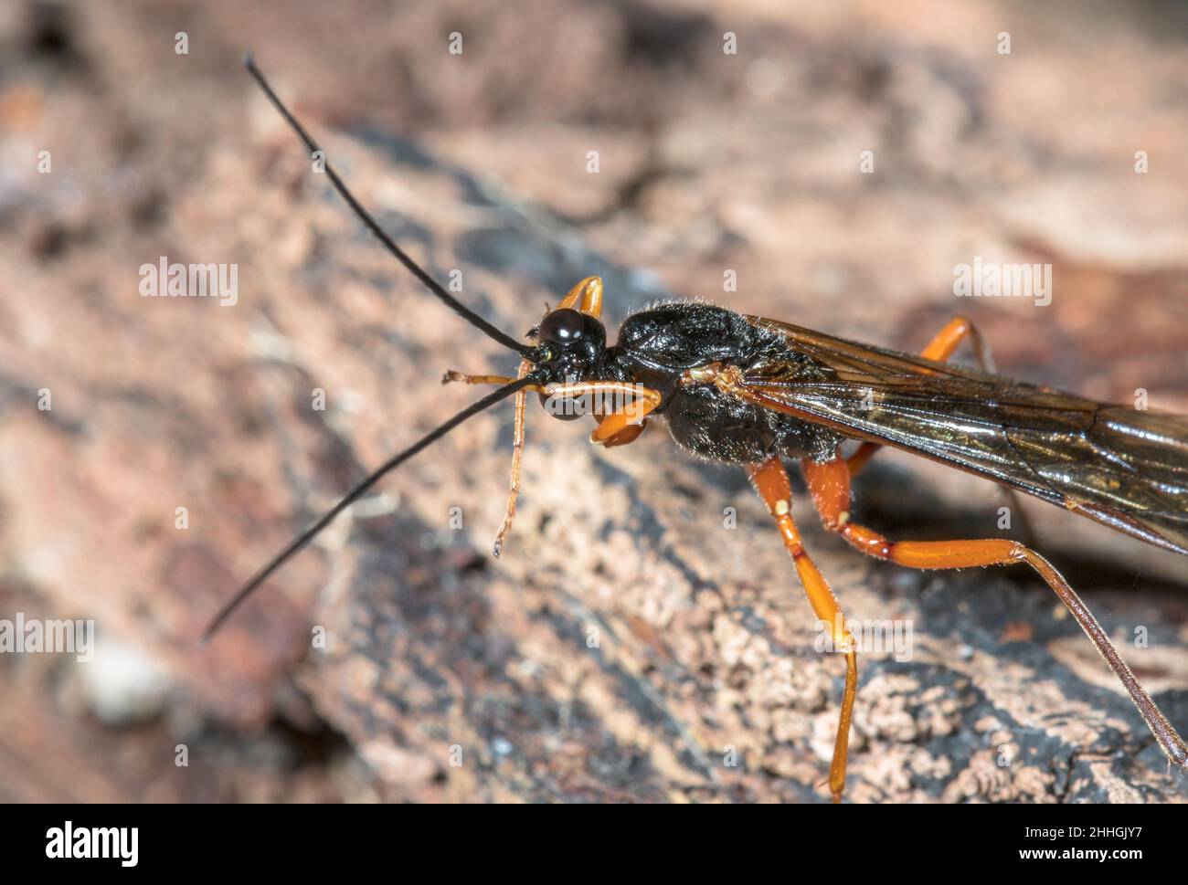 Large Parasitic Wasp (Dolichomitus cf tuberculatus), Pimplinae ...