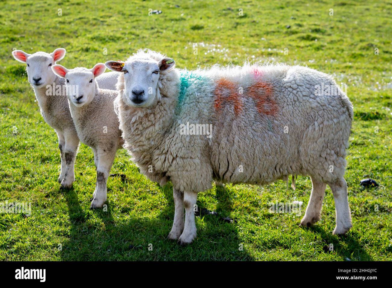 Mother and her twins stand in a field looking at the camera Stock Photo