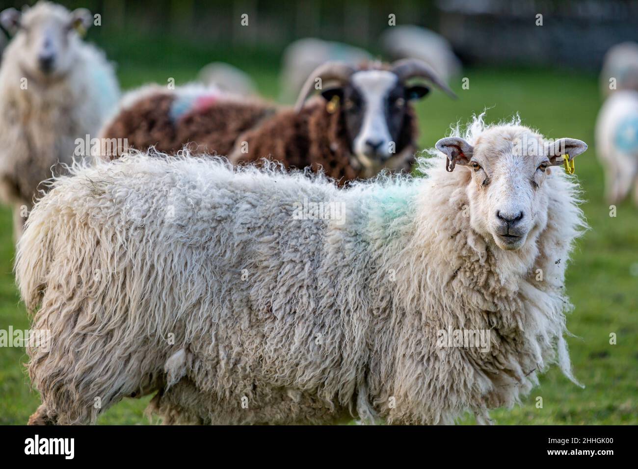 Flock of sheep in an Anglesey field look at the camera Stock Photo - Alamy