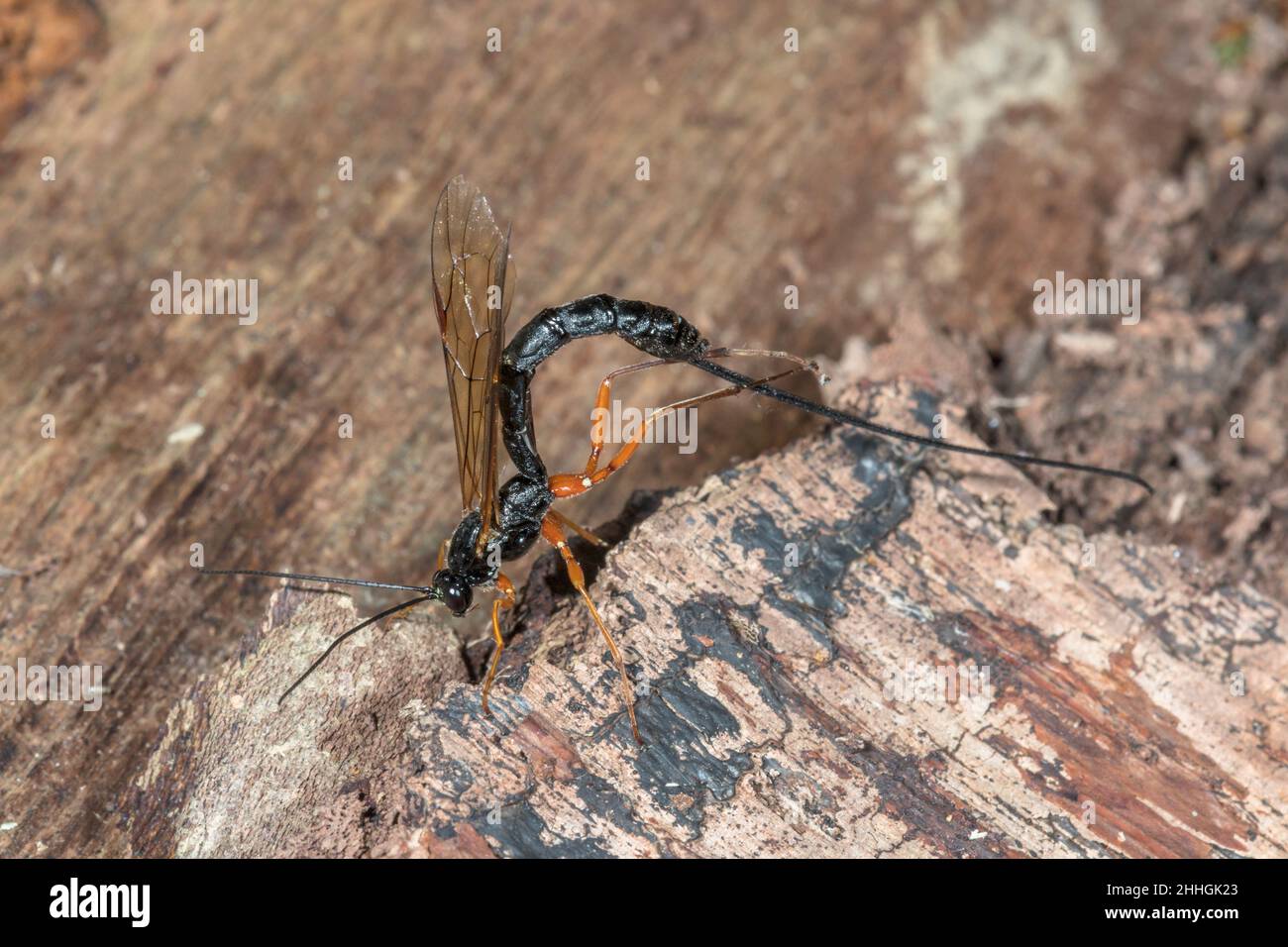 Large Parasitic Wasp (Dolichomitus cf tuberculatus) cleaning itself, Pimplinae, Ichneumonidae. Sussex, UK Stock Photo