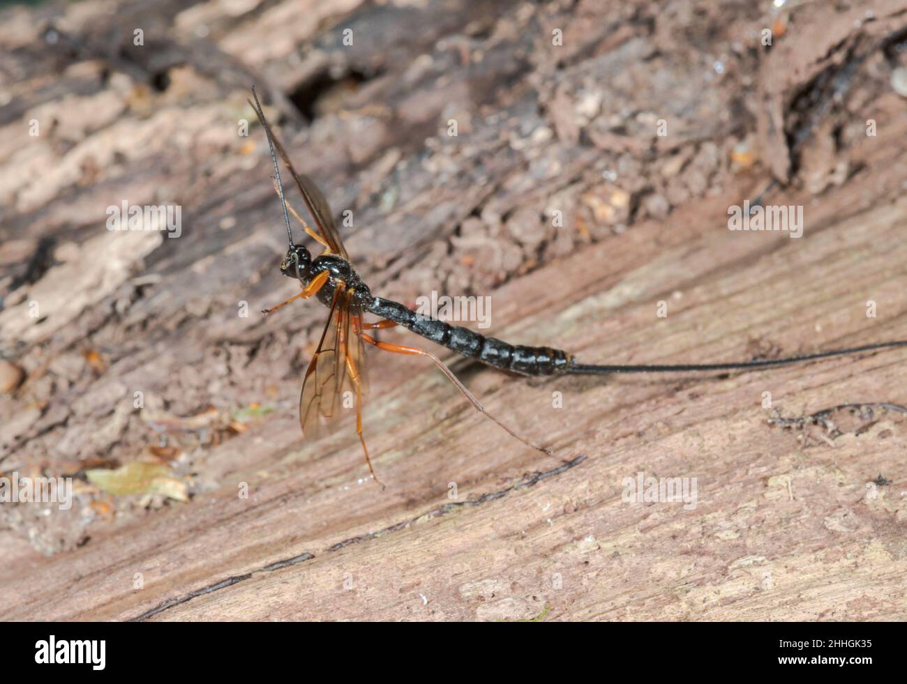 Large Parasitic Darwin Wasp taking off (Dolichomitus cf tuberculatus ...