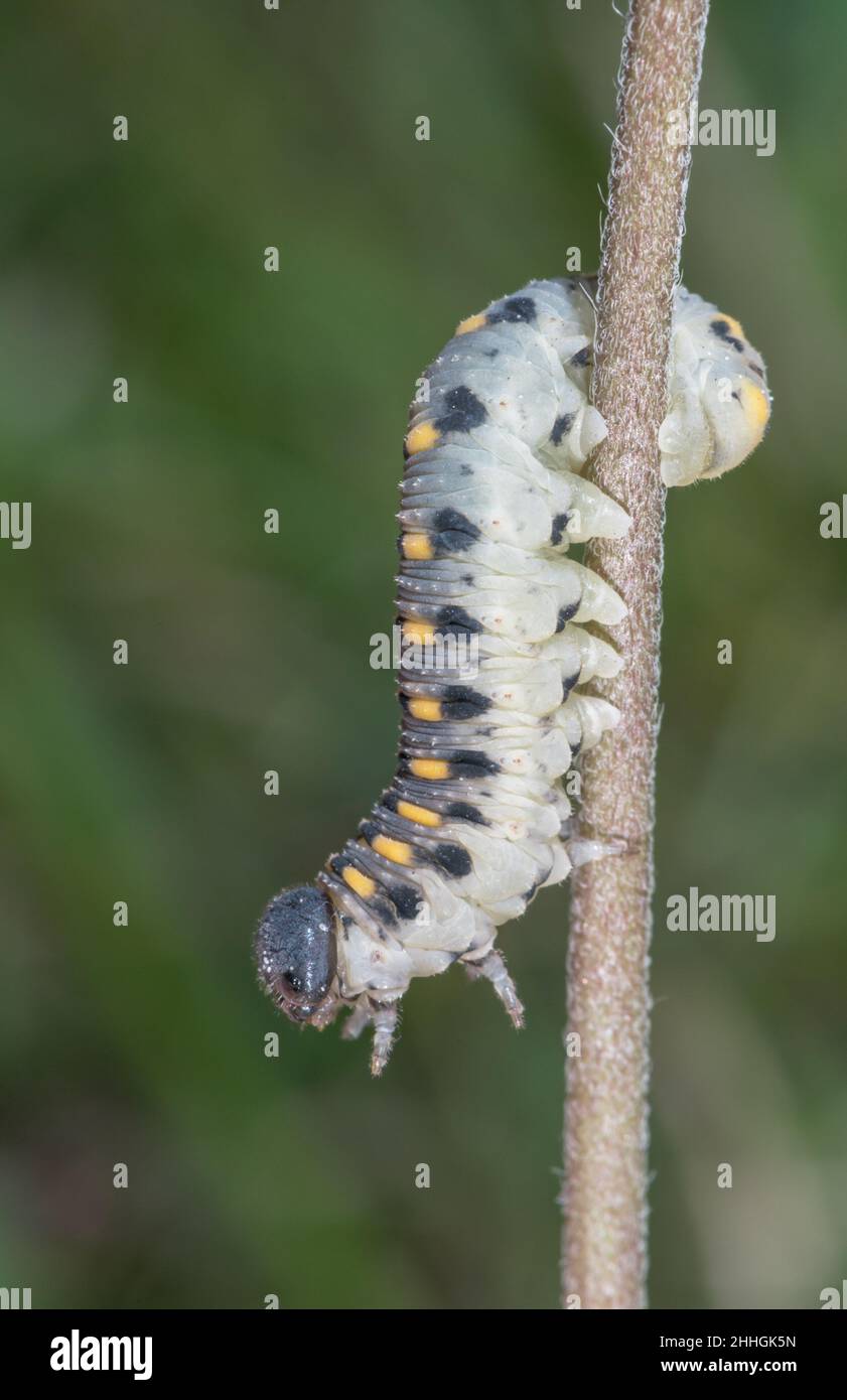 Larva of Scabious Sawfly (Abia sericea), Cimbicidae. Sussex, UK Stock Photo