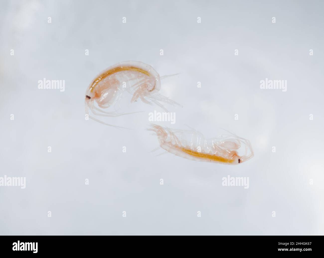 Marine Amphipods swimming, Gammaridae. Sussex UK Stock Photo