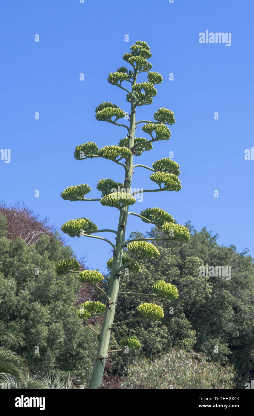 Monocarpic Flowering of 25 year old Agave americana or salmiana attracting flying pollinators. Isle of Wight, UK Stock Photo