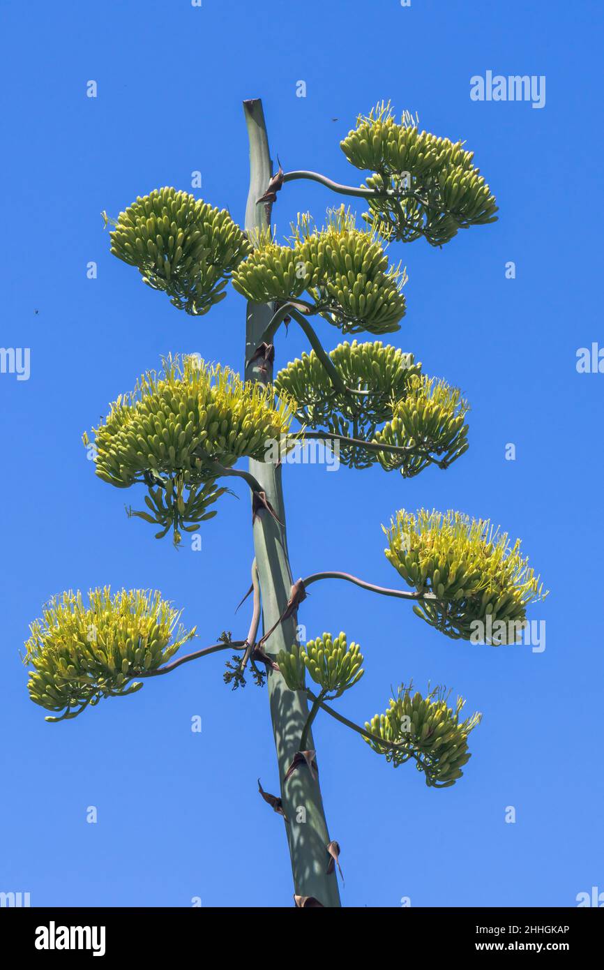 Monocarpic Flowering of 25 year old Agave americana or salmiana attracting flying pollinators. Isle of Wight, UK Stock Photo