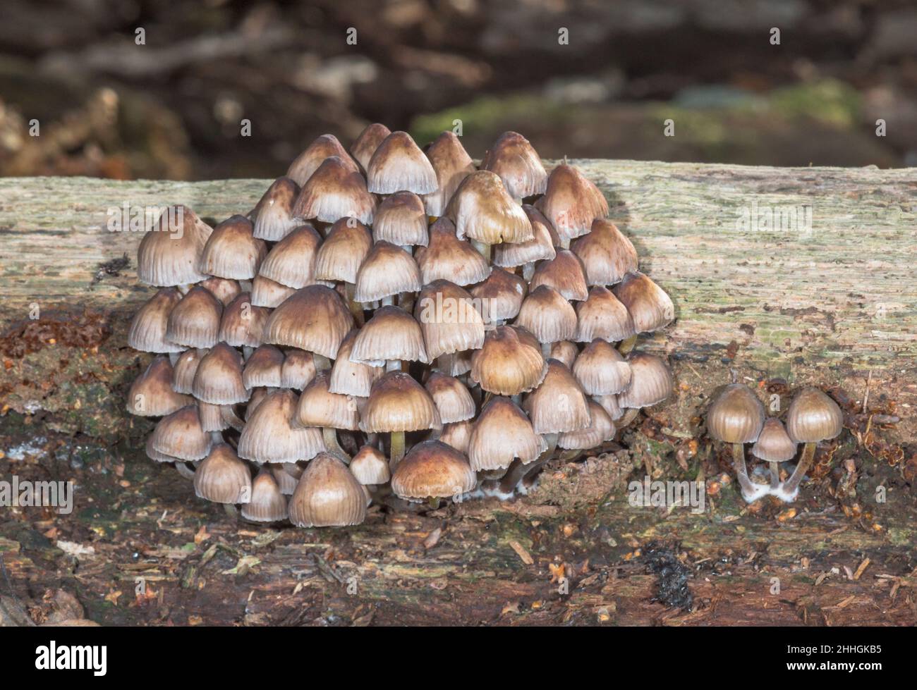 A Clump of Toadstools on wood in Autumn, Sussex, UK Stock Photo