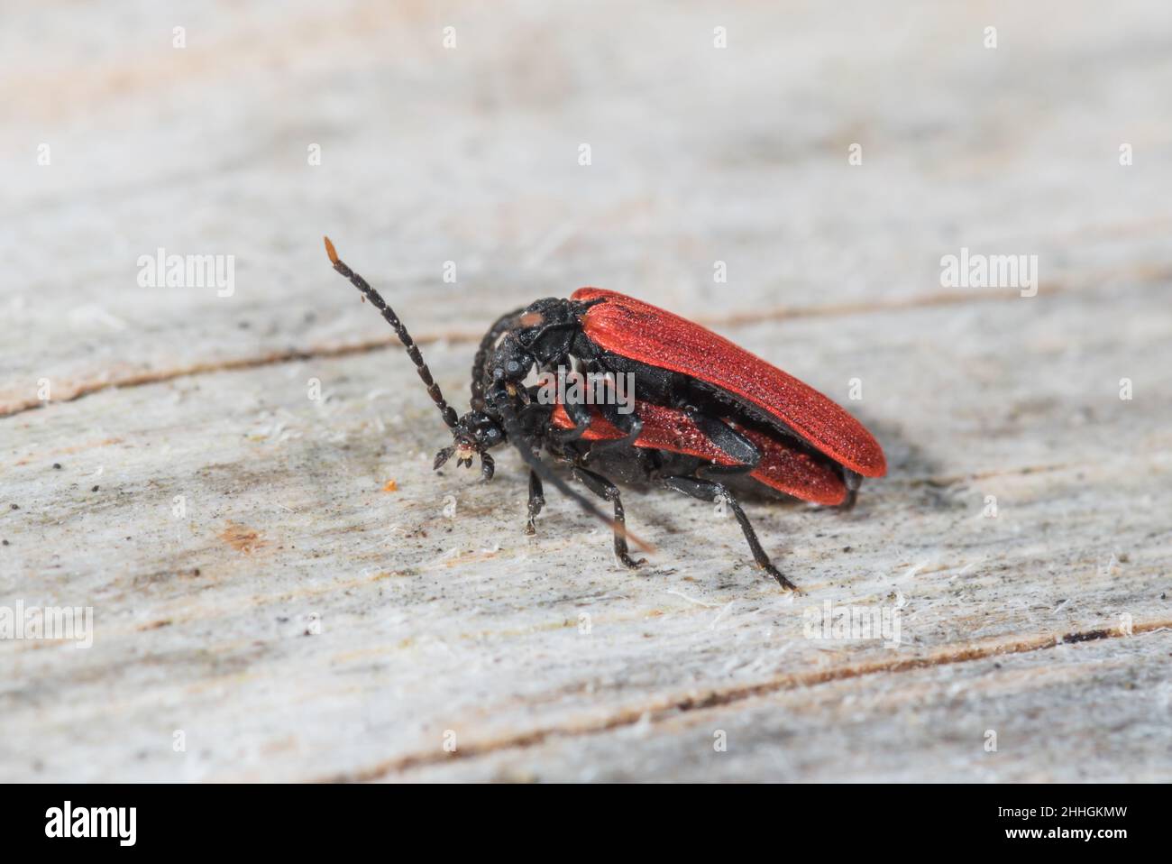 Mating Net-winged Beetles (Platycis minutus), Lycidae. Sussex, UK Stock Photo