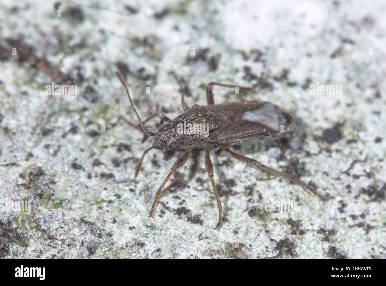 Rare Ground Bug (Ortholomus punctipennis), Lygaeidae. Sussex, UK Stock Photo