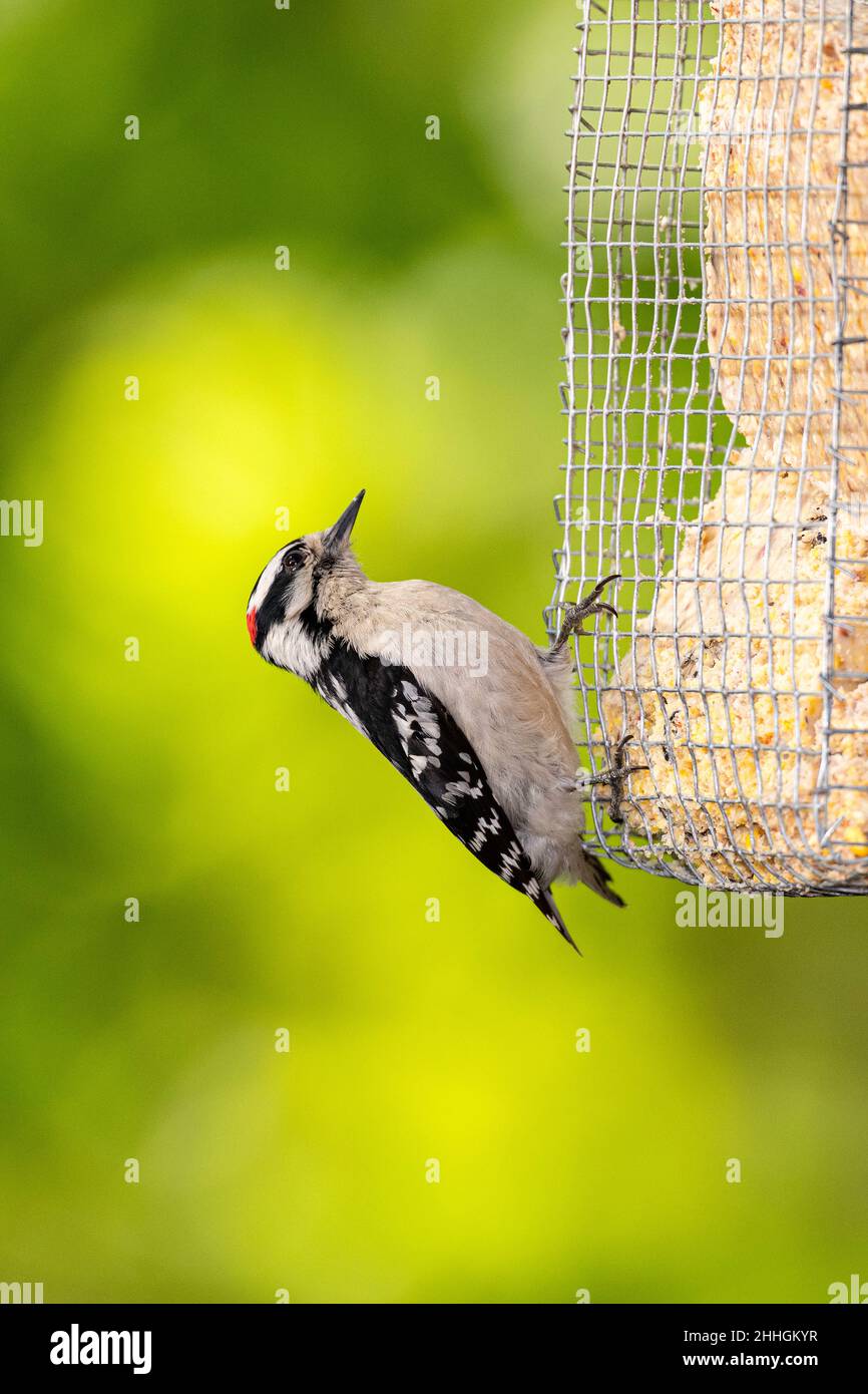 Male Downy Woodpecker on suet feeder. Stock Photo