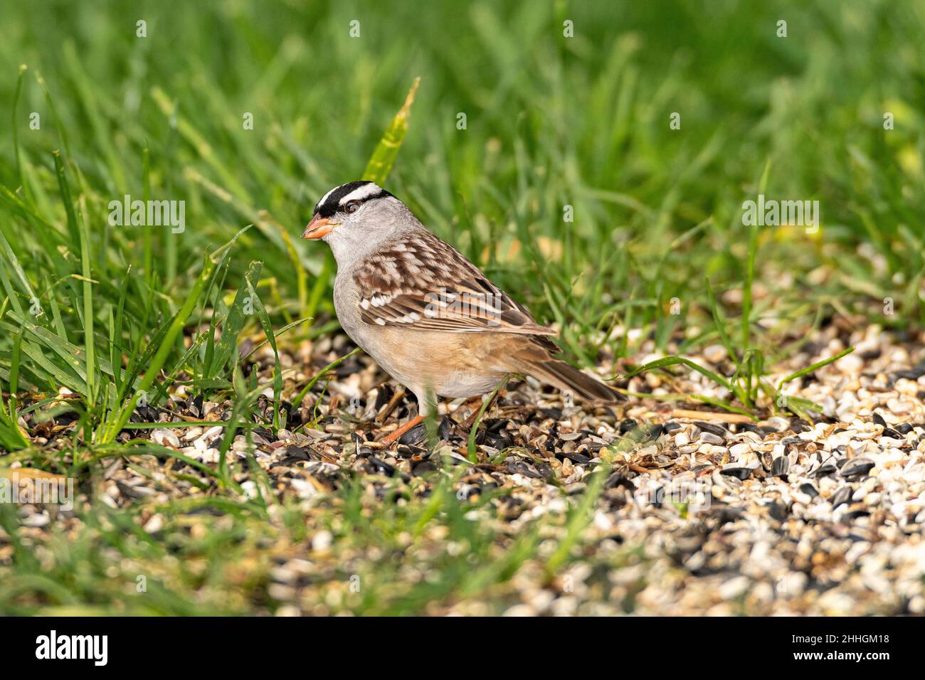 White-crowned Sparrow Stock Photo