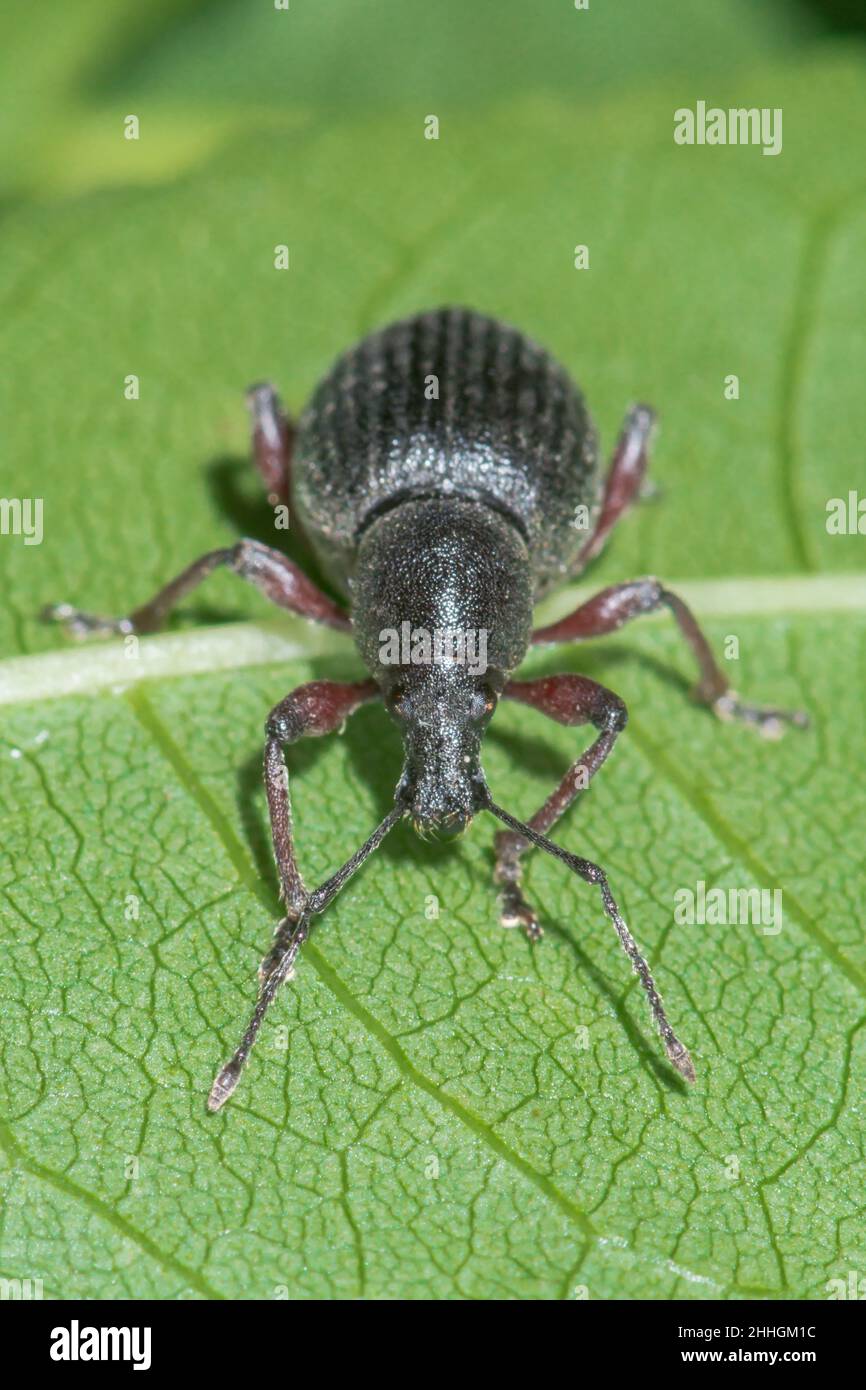 Red legged Weevil (Otiorhynchus (clavipes) tenebricosus), Curculionidae. Sussex, UK Stock Photo