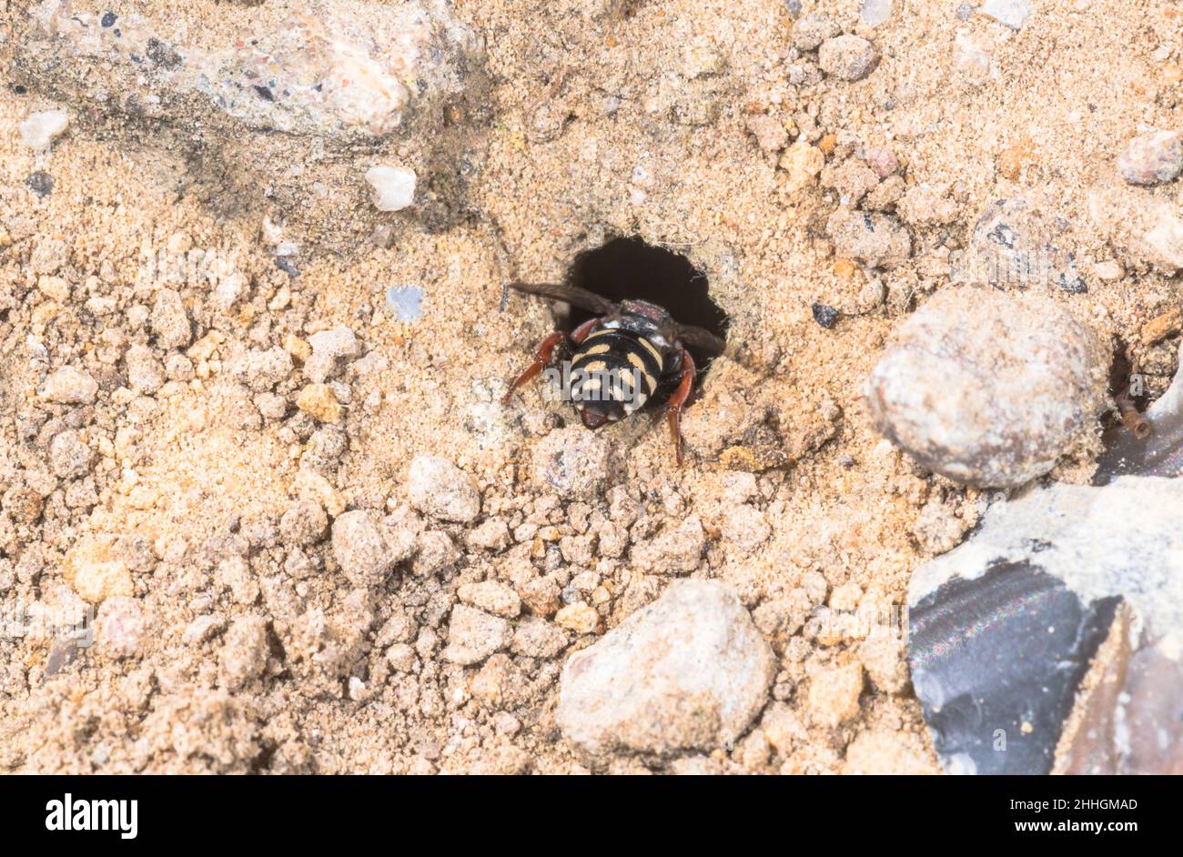 Red-thighed Epeolus Bee Female at entrance to Colletes burrow (Epeolus cruciger), Apidae. Sussex, UK Stock Photo