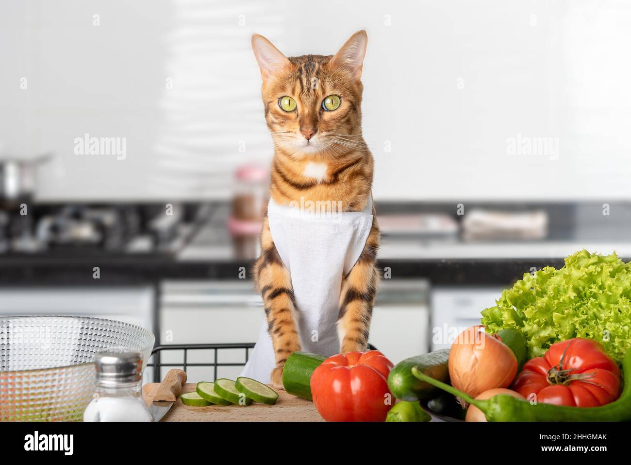 A cat in an apron prepares a vegetable salad in the home kitchen. Stock Photo