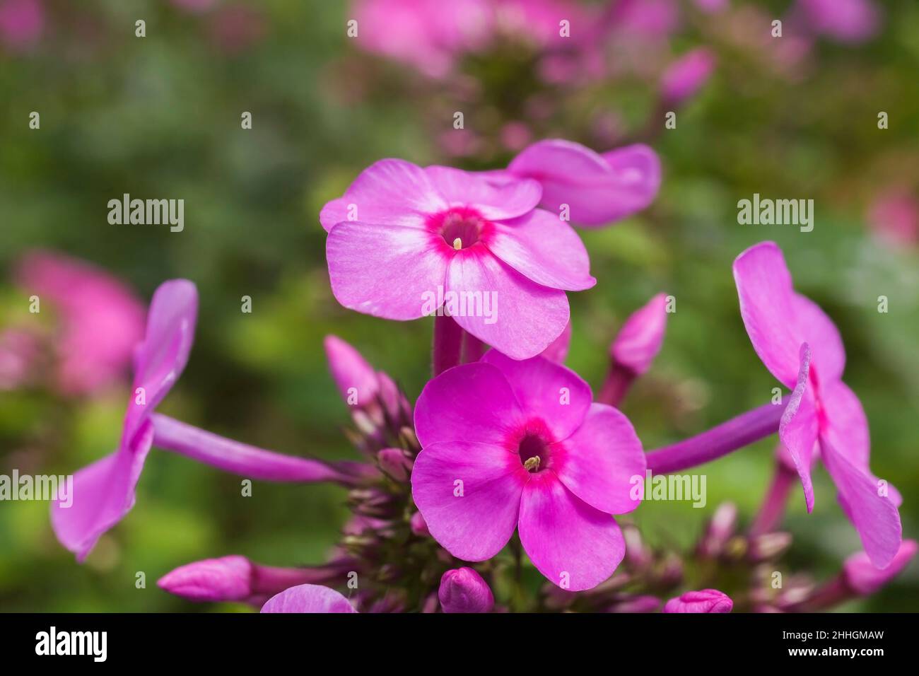 Phlox paniculata - Garden Phlox in summer. Stock Photo