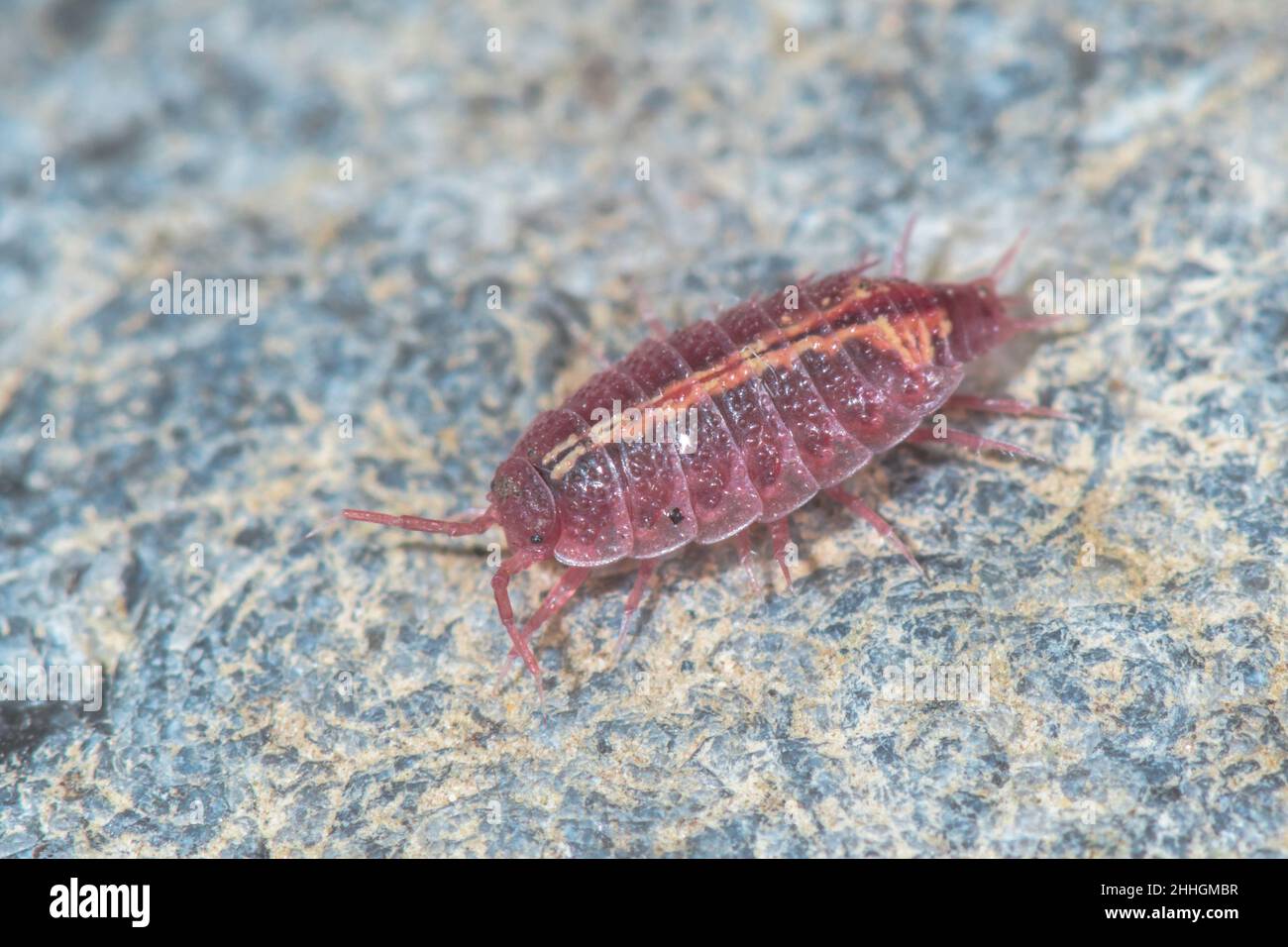Rosy Woodlouse (Androniscus dentiger), Trichoniscidae. Sussex, UK Stock Photo