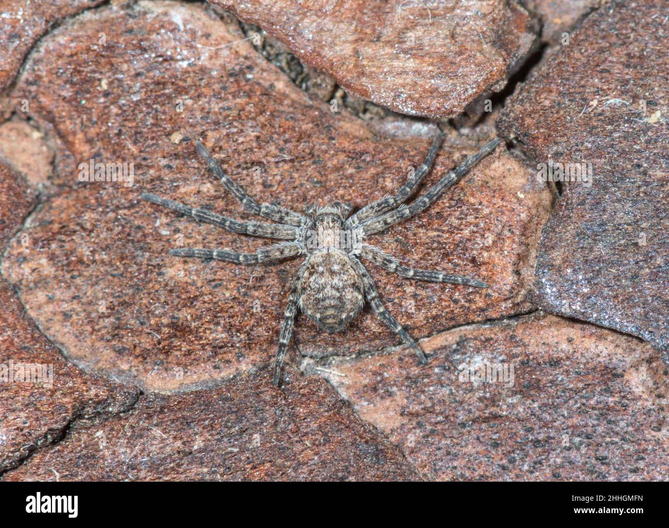 Rare Running Crab Spider on Pine (Philodromus emarginatus), Philodromidae. Sussex Stock Photo